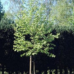 Hop-Hornbeam - Ostrya carpinifolia - острия граболистная